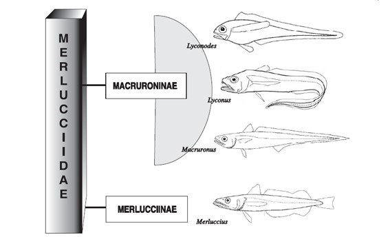 Clasificación de la familia Merluciidae. Tipos de merluza.