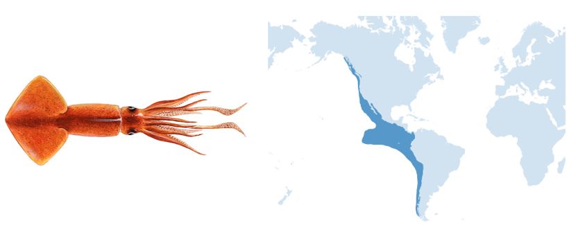 Tipos de cefalópodos y propiedades | Pescanova Fish Solutions ...