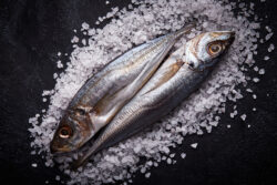 Jurel o sardina pescado de descarte formacion fish solutions